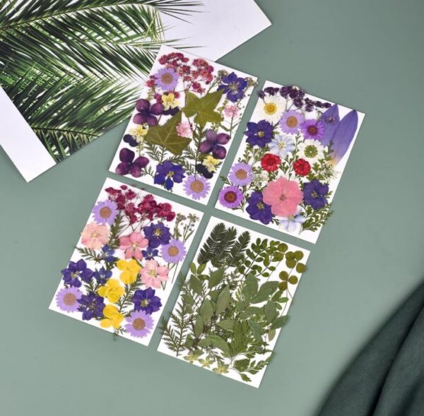 Multi Pack Dried Flowers